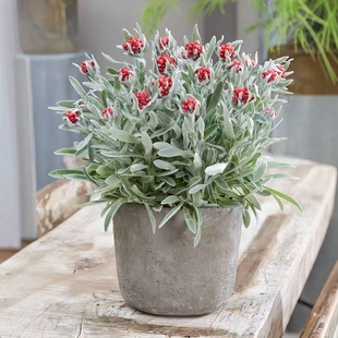 花彩银叶蜡菊红宝石花盆栽苗观花阳台庭院喜阳全日照好养干花工艺