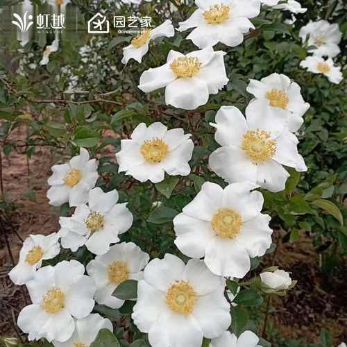 虹越光果金樱子盆栽常绿攀援灌木观赏果树庭院阳台地栽植物