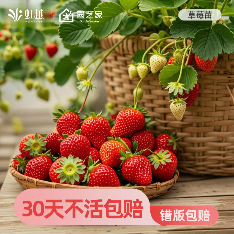 虹越草莓苗秧盆栽冬季结果果树苗黑珍珠章姬天使8号妙香粉玉红颜,鲜花速递/花卉仿真/绿植园艺,果树,淘宝优惠券,粉丝福利购,淘宝优惠卷