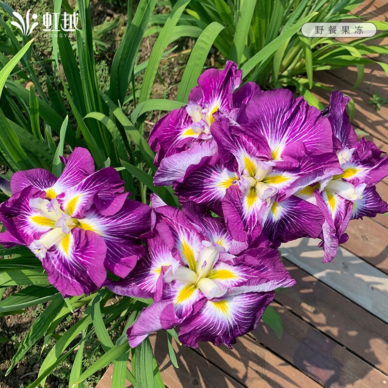 玉蝉花苗黄菖蒲裸根苗大花菖蒲虹越进口花园植物宿根鸢尾花卉种球图片
