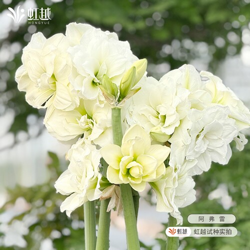 进口朱顶红种球单重瓣多年植物花卉花园阳台仙女妮芙花孔雀阿弗雷