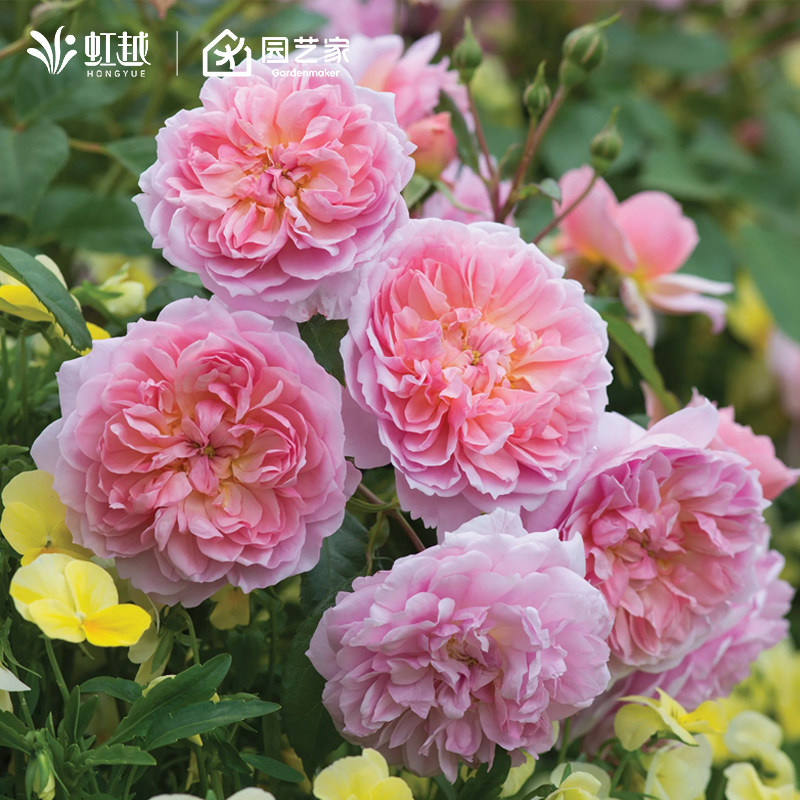 虹越月季小苗果汁阳台莫妮卡戴维龙沙盆栽藤本灌木阳台蓝色阴雨,鲜花速递/花卉仿真/绿植园艺,月季/蔷薇/玫瑰,淘宝优惠券,粉丝福利购,淘宝优惠卷