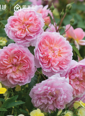 虹越月季小苗果汁阳台莫妮卡戴维龙沙盆栽藤本灌木阳台蓝色阴雨