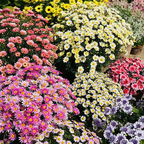 玛格丽特盆栽苗草花阳台盆花虹越