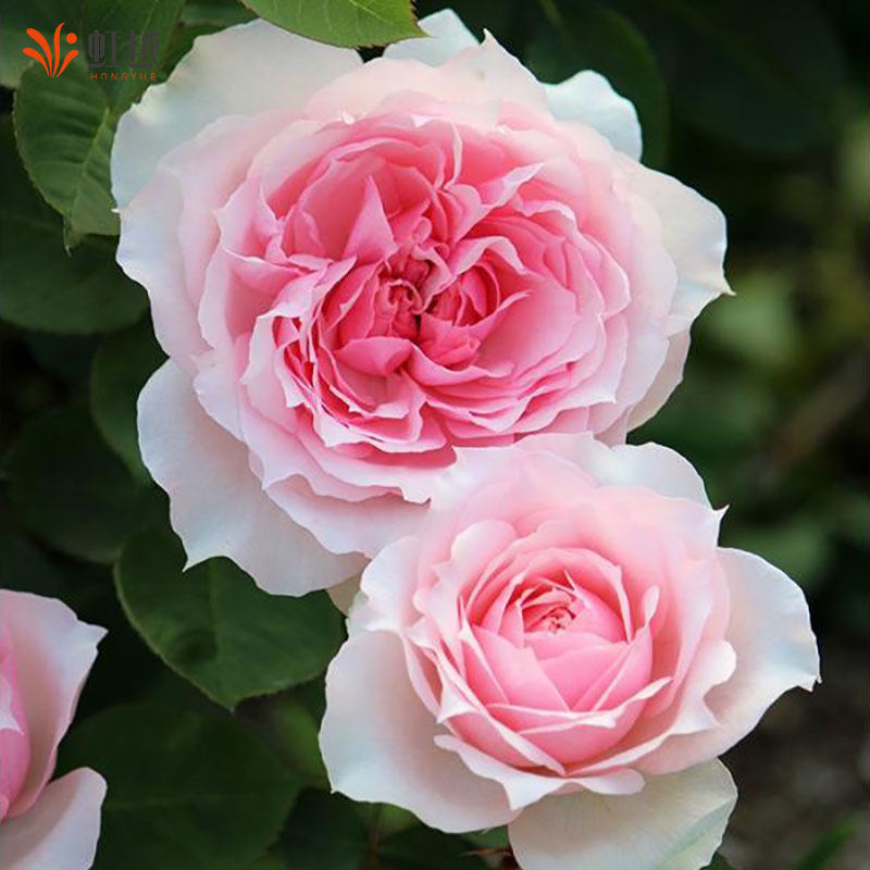 莫妮卡戴维小花苗盆栽虹越灌木耐热大花勤花庭院阳台多季开花