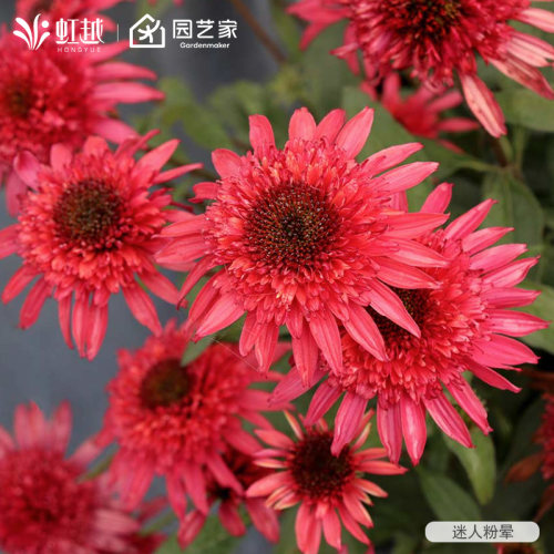 虹越松果菊香草泡芙小花苗盆栽多年生宿根耐旱耐寒耐高温易养花卉