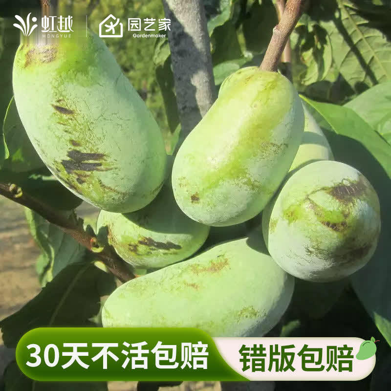 虹越泡泡果盆栽果树苗庭院阳台果苗南北方种植软糯香甜植物图片
