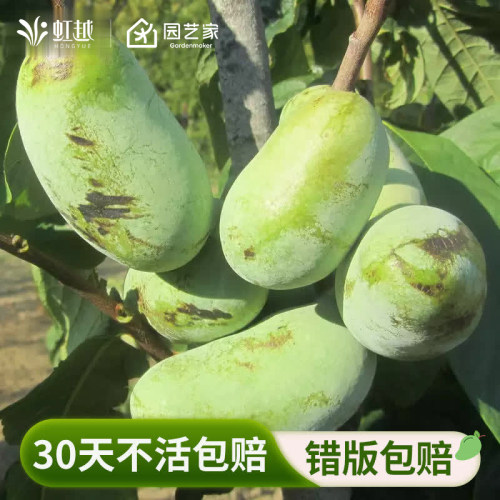 虹越泡泡果盆栽果树苗庭院阳台果苗南北方种植软糯香甜植物