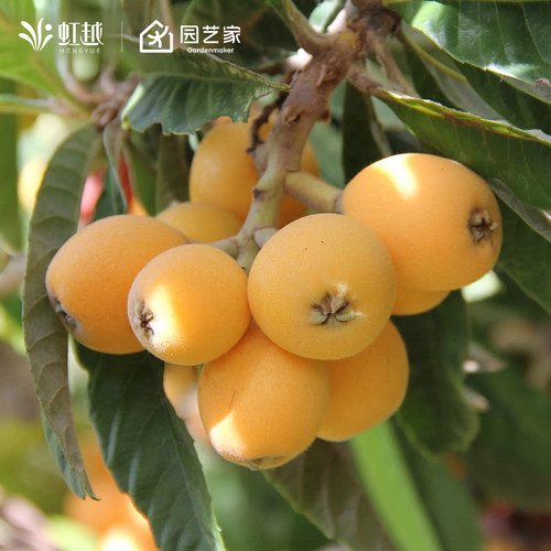 枇杷树南方种植白沙枇杷虹越庭院