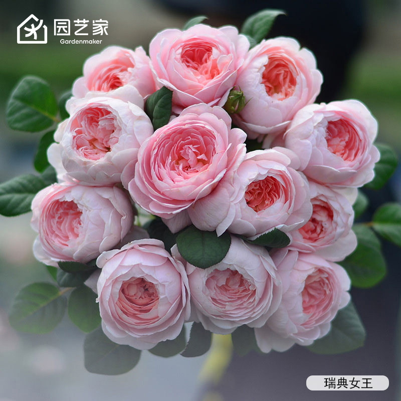 虹越月季小苗品种丰富错版包赔图片