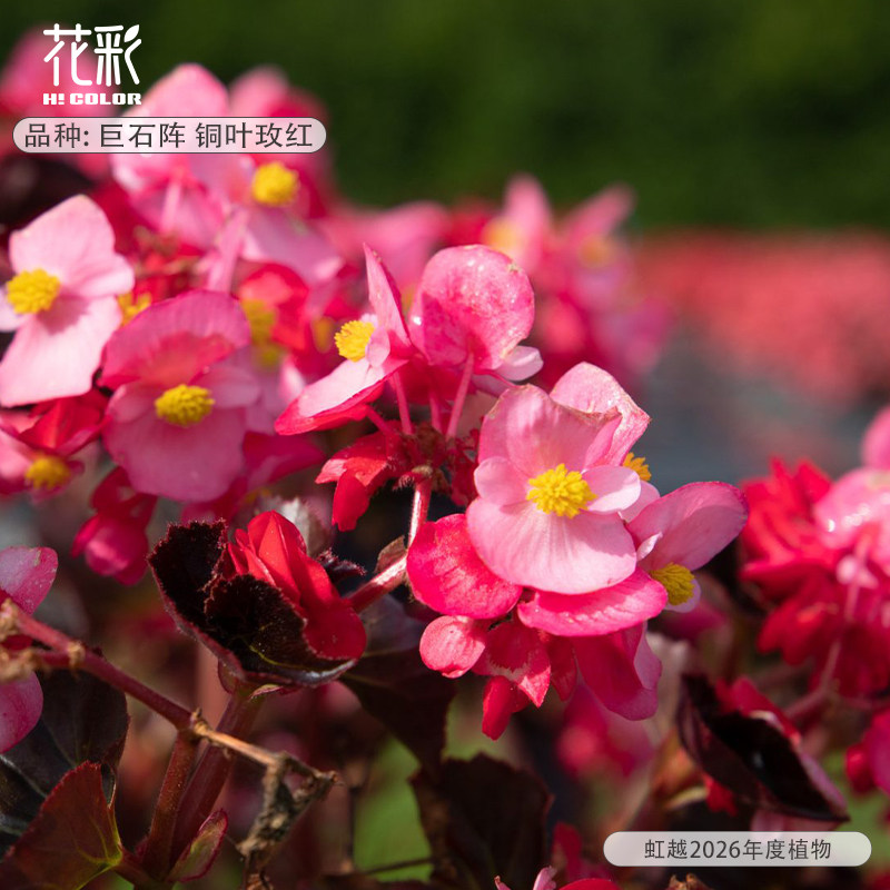 花彩景观海棠盆栽巨石阵大花封闭阳台窗台花园种植耐干旱多年勤花