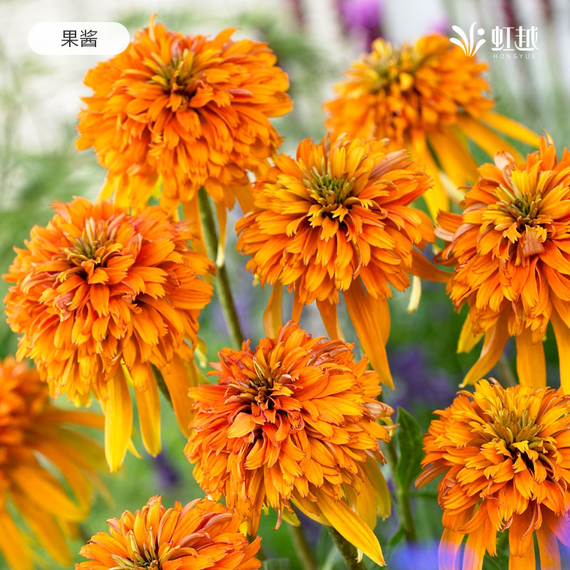 松果菊裸根苗虹越进口花园阳台多年生耐旱耐寒热宿根种球花卉花苗