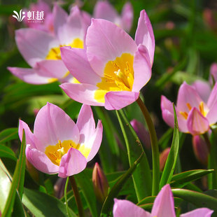原生郁金香种球进口球根花卉复花可盆栽地栽耐寒多年生多件多折