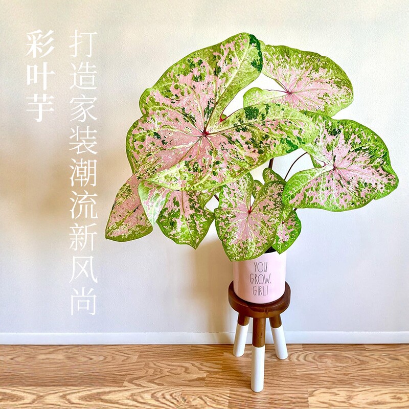 花彩进口彩叶芋种球根大球多年生图片