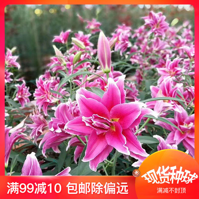 百合盆栽花素材模板 百合盆栽花图片下载 小麦优选