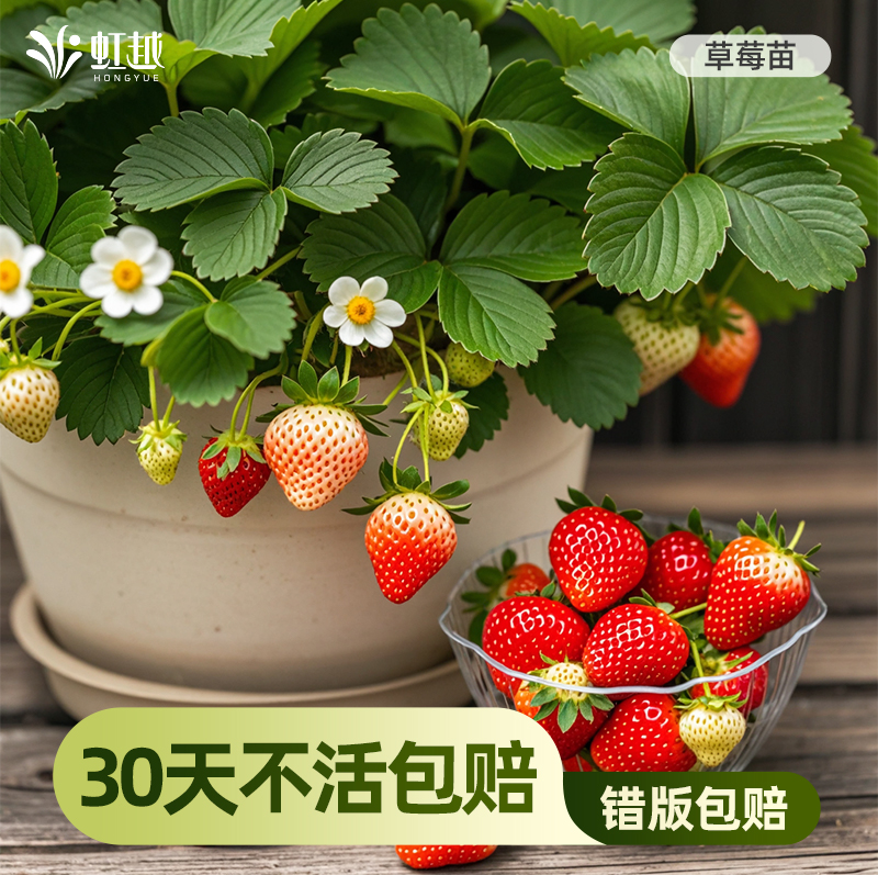 虹越草莓苗黑珍珠四季盆栽