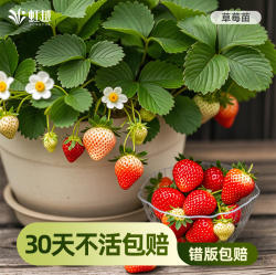 虹越草莓苗秧盆栽果苗黑珍珠四季结果玄玉隋珠真红美玲建德白露