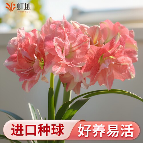 玫瑰花漾朱顶红种球26年新球进口地栽盆栽种子园艺花卉阿弗雷新手