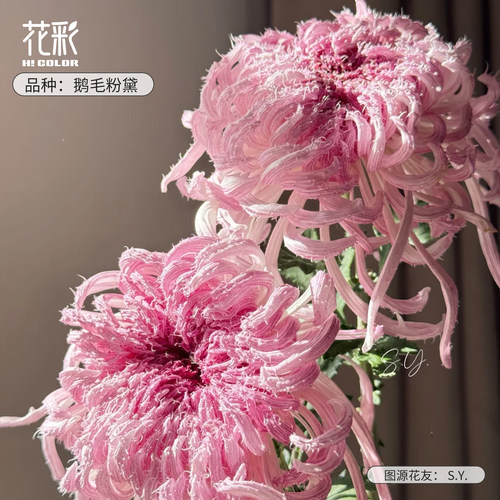 虹越传统大菊草花花园花卉盆栽苗