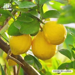 花彩香水柠檬树盆栽花叶柠檬棒棒糖庭院阳台种植耐热易活果香浓郁
