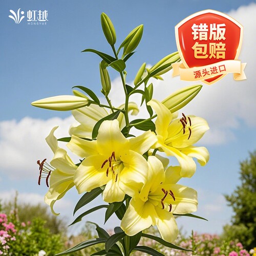 虹越进口单重瓣百合种球错版包赔