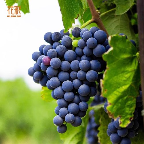 花彩葡萄树苗盆栽果苗寒香蜜茉莉香庭院地栽爬藤南北方种耐热耐寒