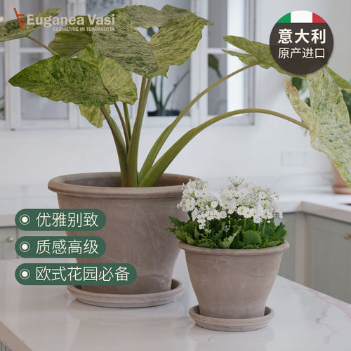 EV陶盆进口陶土铃铛盆带边白陶透气透水可爱情绪稳定种植花盆家用