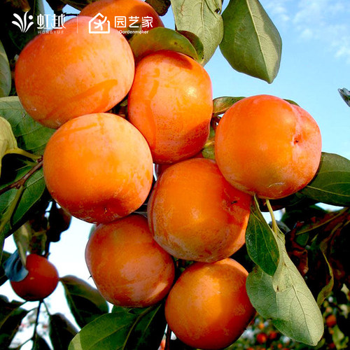 虹越脆甜果冻柿灯笼柿子盆栽