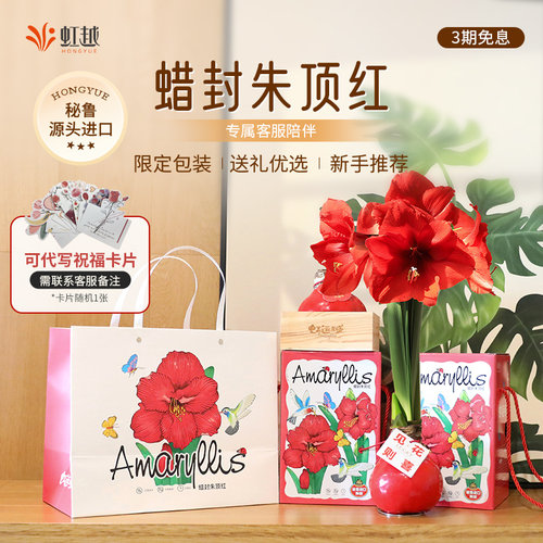 蜡封朱顶红蜡球进口桌面节日懒人新手送礼物幼儿园新年礼植物花卉