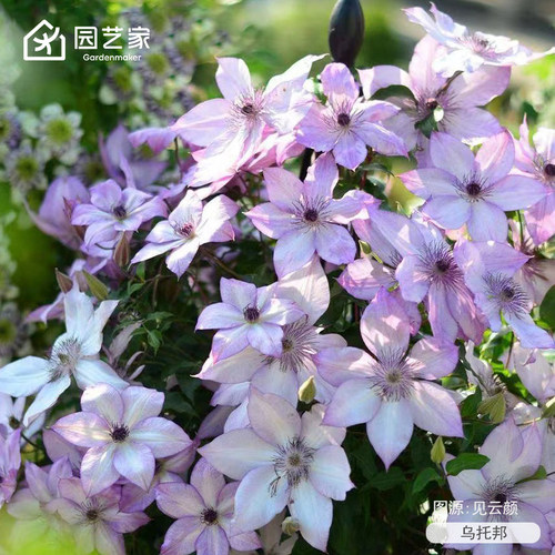 虹越铁线莲小苗乌托邦大河绿玉f系庭院阳台耐寒好养盆栽爬藤