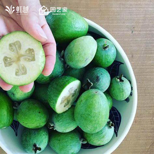 虹越菲油果树果苗盆栽南方种植四季阳台庭院花园斐济果安德烈嫁接-封面