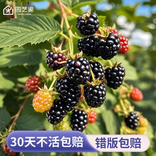 园艺家黑莓树苗树莓果苗盆栽果树阳台南方北方种植多年生耐热耐寒