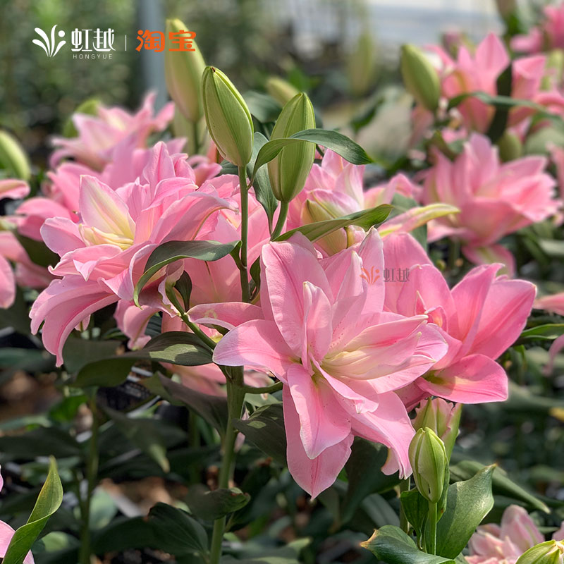 虹越进口百合种球根木门仙女爱莎重瓣香水东方OT四季花园阳台花卉 鲜花速递/花卉仿真/绿植园艺 种球/裸根 原图主图