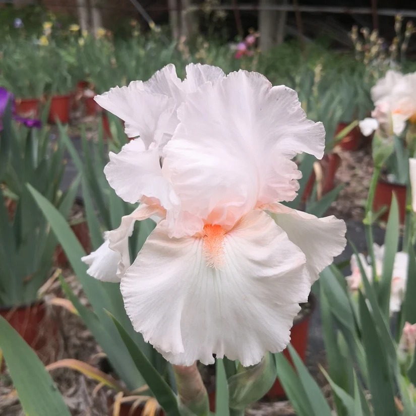 花彩德国鸢尾盆栽庭院花园花境露台阳台地栽种植多年四季常绿