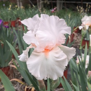 花彩德国鸢尾盆栽庭院花园花境露台阳台地栽种植多年四季常绿