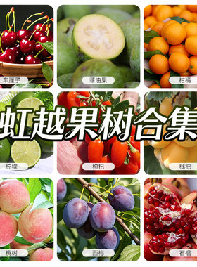 虹越果树果苗盆栽南北方种植车厘子樱桃菲油果橘子柠檬水蜜桃枇杷