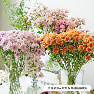 花彩切花菊盆栽糖果小菊庭院花园阳台花色艳丽重瓣草本花卉爆花