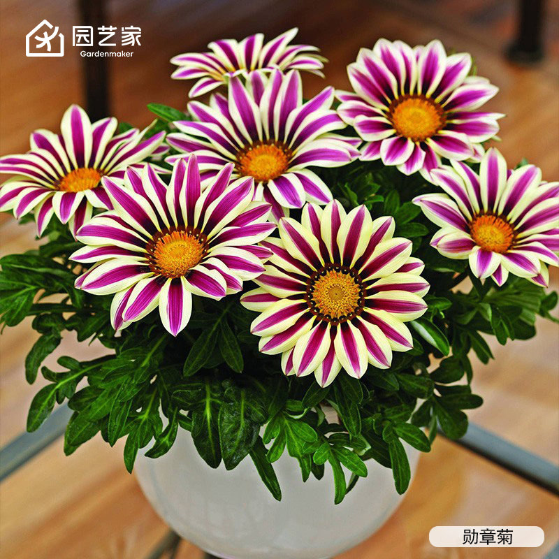 园艺家种苗勋章菊小花苗盆栽花园阳台好养易活花期长多年生图片