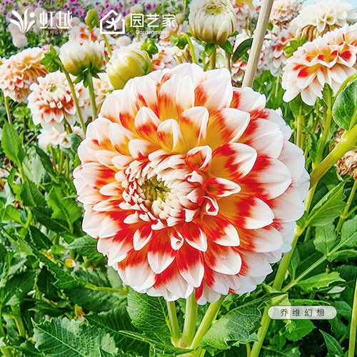 大丽花种球2026虹越进口乔维幻想可盆栽地栽树大丽球根花卉现货
