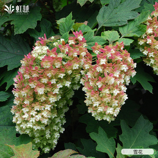 虹越进口栎叶绣球花盆栽迷你和声室外庭院地栽耐热耐寒多年生植物