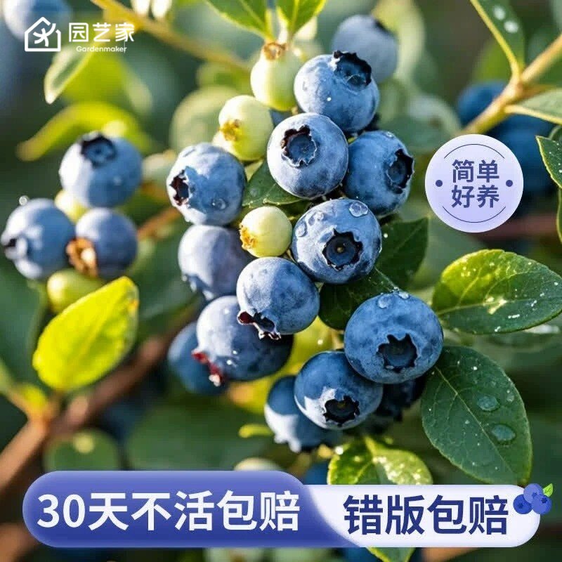 【小规格】园艺家蓝莓树果苗盆栽室内阳台种植水果南北方一号蓝莓