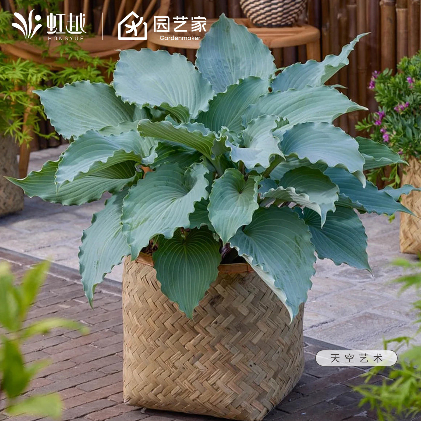 玉簪裸根苗虹越进口多年生庭院花园羽毛耐阴耐寒观叶种球盆栽花苗