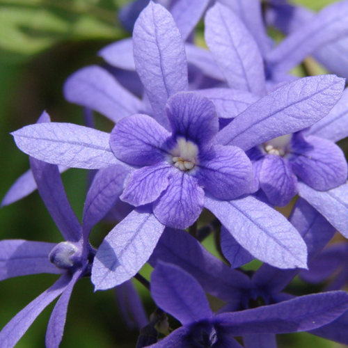 蓝花藤盆栽花彩大苗阳台庭院花园爬藤耐热花卉藤本树植物易爆花