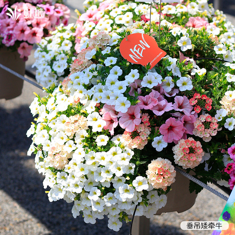 虹越园艺家矮牵牛花苗美声冰淡紫阳台垂吊四季盆栽室内好养