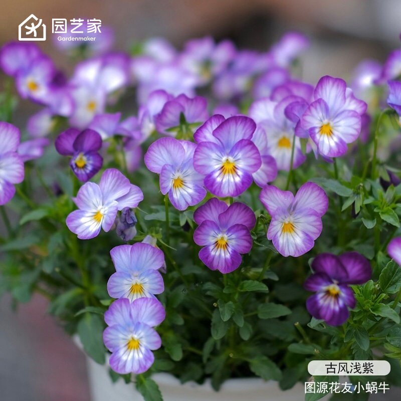 园艺家花卉种苗角堇三色堇盆栽庭院阳台耐寒花期长冬季小花苗