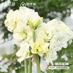 进口朱顶红种球单重瓣多年植物花卉花园阳台仙女妮芙花孔雀阿弗雷