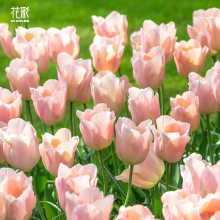 趣植宇宙进口郁金香种球5度球阳台花园庭院花镜地栽种植重瓣耐寒