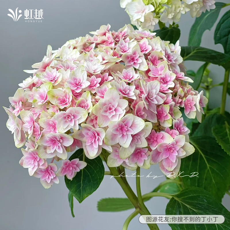新品加茂绣球花盆栽苗露娜多年生