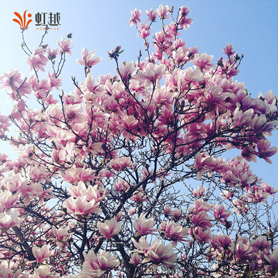 观赏花卉耐寒星花玉兰树苗庭院