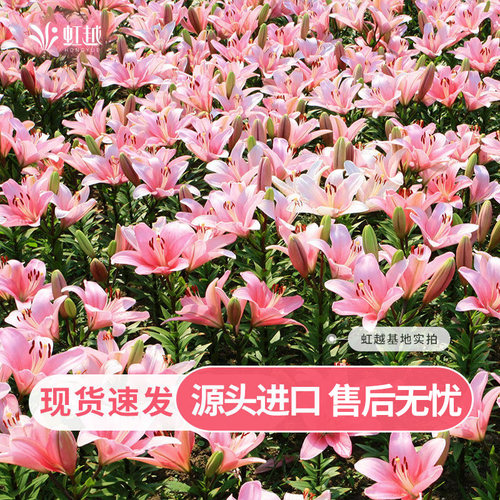 虹越进口百合种球单重瓣多花色